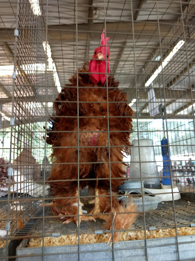 Association or Organization «Mendocino County Fair and Apple Show», reviews and photos