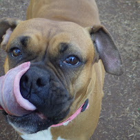 The Pet Nanny - Photo 8 - Car repair in , Concord