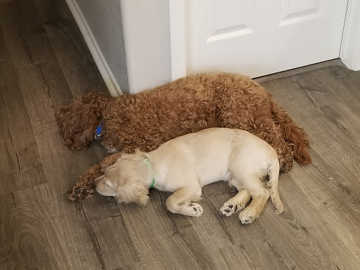 Brentwood Veterinary Hospital