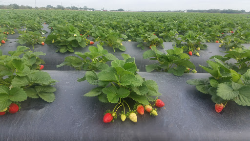 Produce Wholesaler «Goodson Farms Inc.», reviews and photos, 12405 Balm Rd, Balm, FL 33503, USA