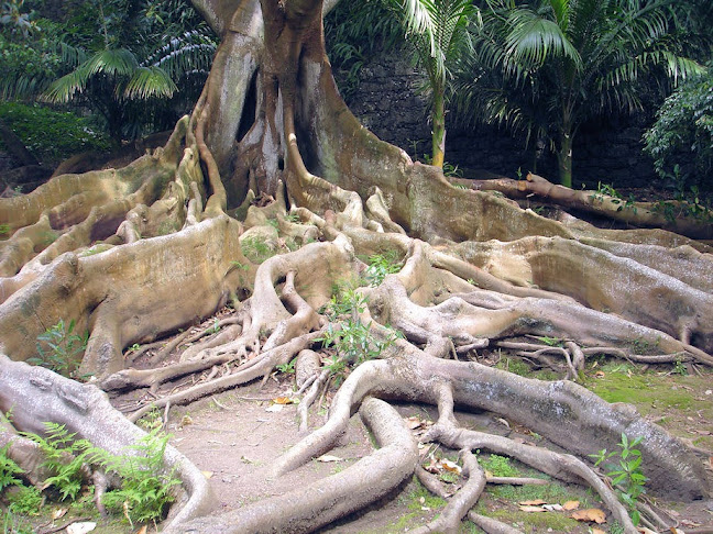 Avaliações doJardim José do Canto em Ponta Delgada - Creche