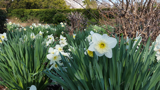 Museum «Nassau County Museum of Art», reviews and photos, 1 Museum Dr, Roslyn, NY 11576, USA