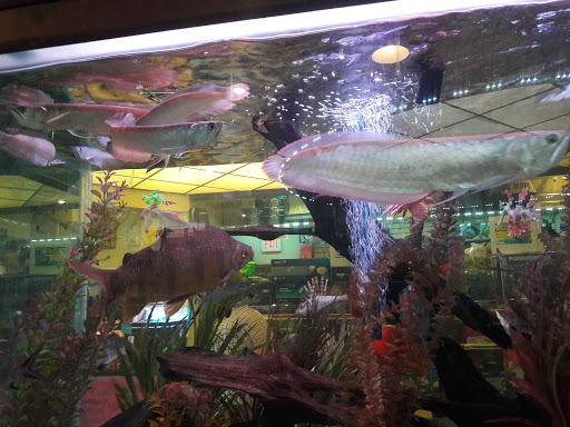 Pet Store «Fish-N-Pets Unlimited», reviews and photos, 11710 Bissonnet St, Houston, TX 77099, USA