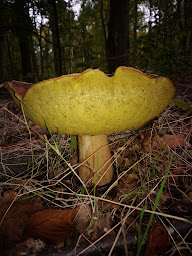 Photo n°18 de Maison des forêts à Saint-Étienne-du-Rouvray à Saint-Étienne-du-Rouvray ()