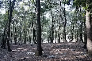 Bosque Encantado ( LAS BRUJAS image