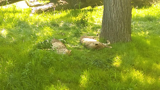 Zoo «Durhams Bear Canyon», reviews and photos, 3701 S 10th St, Omaha, NE 68107, USA