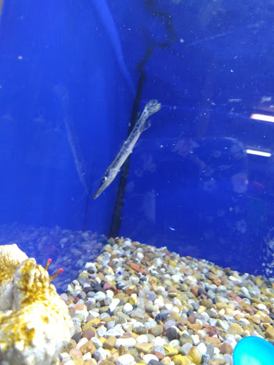 Pet Store «Southside Aquatics», reviews and photos, 2039 Pleasanton Rd, San Antonio, TX 78221, USA