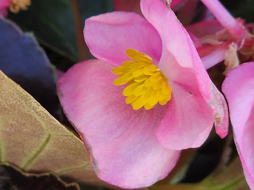 Shopping Mall «Collegetown Shopping Center», reviews and photos, 731 Delsea Dr, Glassboro, NJ 08028, USA