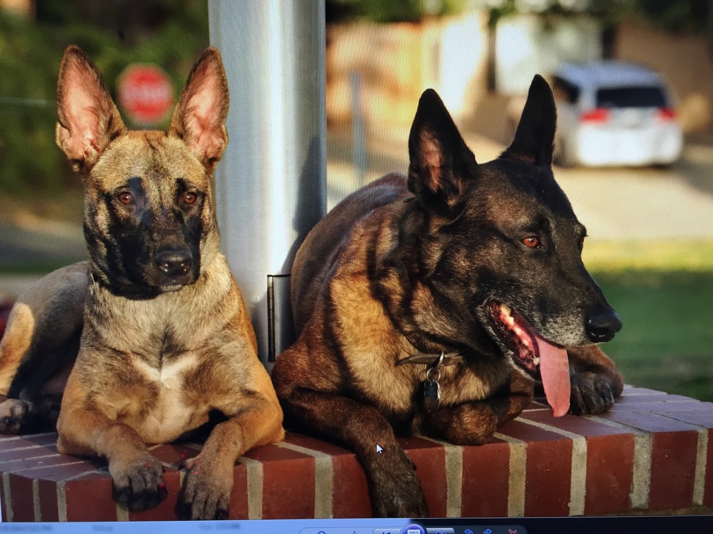 K9Graduates