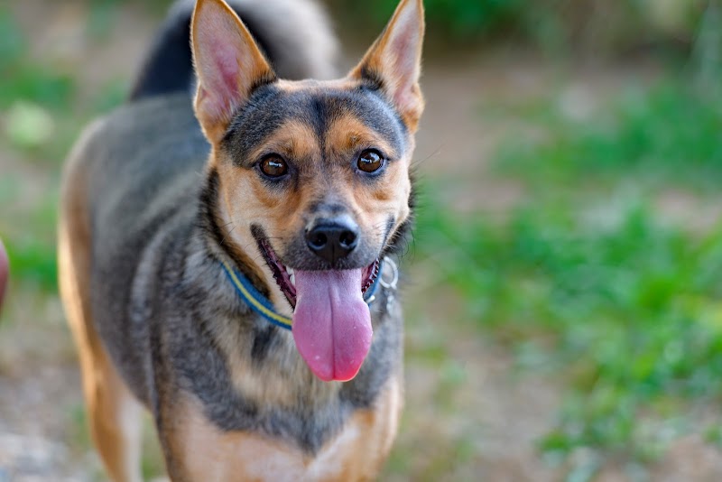 犬の教室 ケイン