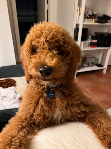 Pet Supply Store «PetSmart», reviews and photos, 7850 W Commercial Blvd, Lauderhill, FL 33351, USA