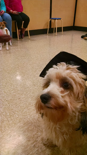 Pet Supply Store «PetSmart», reviews and photos, 263 Midway Blvd, Elyria, OH 44035, USA