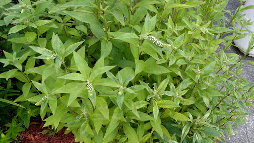 Photo of Peterman Septic Services