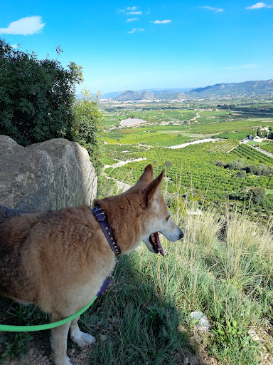 Sant Rafel Clínica Veterinaria en Ontinyent