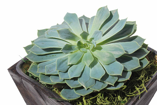 Florist «Avalon Flowers», reviews and photos, 1257 N Avalon Blvd, Wilmington, CA 90744, USA