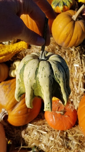 Florist «Greengable Gardens», reviews and photos, 24689 Grange Hall Rd, Philomath, OR 97370, USA