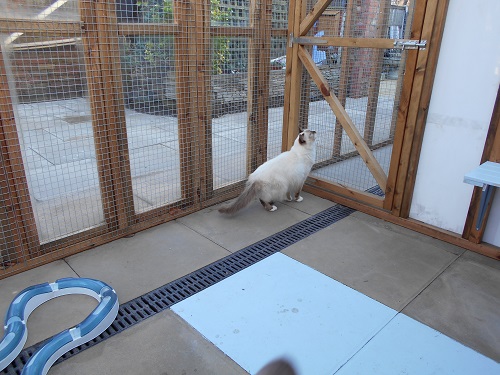 Cattery Purrfection - Nottingham