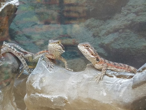 Pet Supply Store «Petco Animal Supplies», reviews and photos, 5843 N Elizabeth St, Pueblo, CO 81008, USA