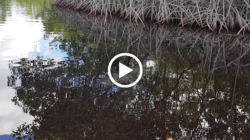 Tourist Attraction «Miccosukee Indian Village», reviews and photos, 500 US-41, Miami, FL 33194, USA