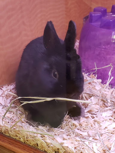 Pet Store «Animal Ark», reviews and photos, 175 S 500 E St, American Fork, UT 84003, USA