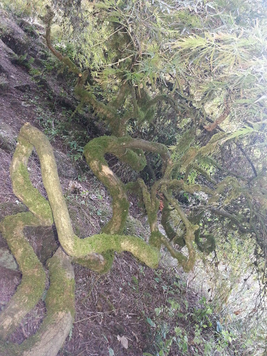 Bowling Alley «Oregon Trail Lanes», reviews and photos, 735 S Columbia River Hwy, St Helens, OR 97051, USA