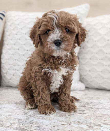 Baby Cavaliers and Cavapoos