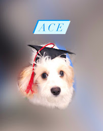 Helping Howls - Photo 3 - Car repair in Midlothian, VA, Richmond