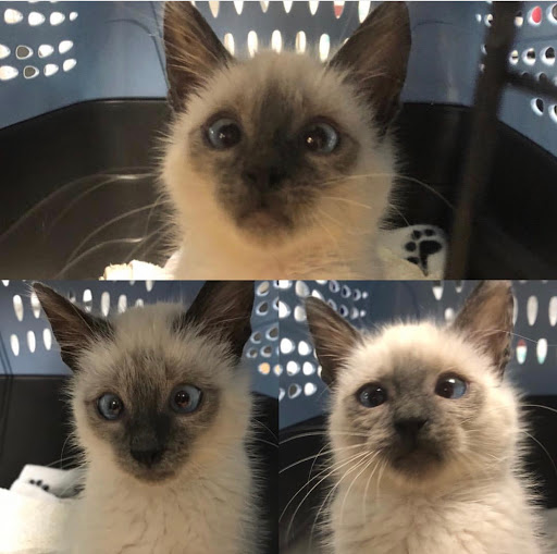South Orange County Animal Hospital image