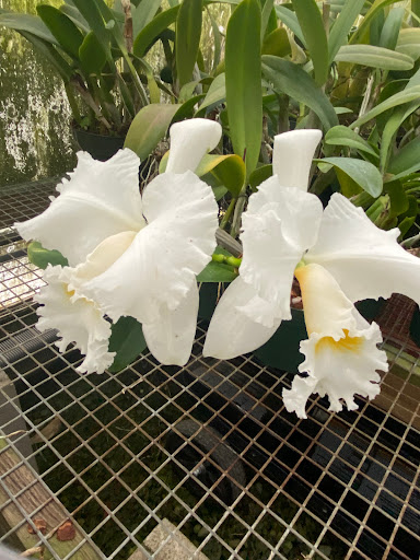 Florist «Floradise Orchids», reviews and photos, 19154 James Madison Hwy, Gordonsville, VA 22942, USA