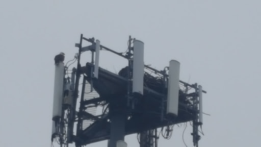 Auto Body Shop «Ellmore Auto Collision», reviews and photos, 4921 Governor Printz Blvd, Wilmington, DE 19809, USA