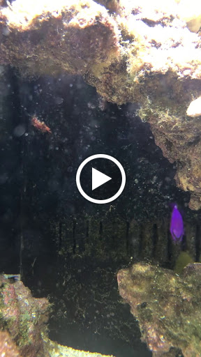 Aquarium «St. Lucie County Aquarium», reviews and photos, 420 Seaway Dr, Fort Pierce, FL 34949, USA