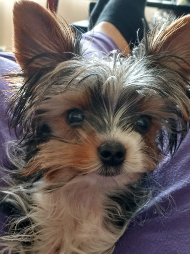 Pet Supply Store «Pet Supplies Plus», reviews and photos, 3205 W 115th St, Merrionette Park, IL 60803, USA