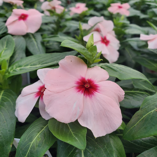 Plant Nursery «HOUSTON PLANTS & GARDEN WORLD», reviews and photos, 16726 North Fwy, Houston, TX 77090, USA