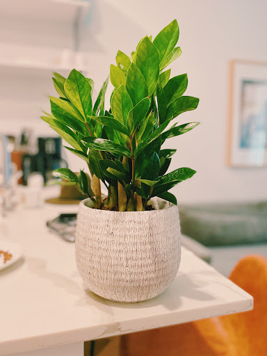 Florist «Little Shop of Flowers», reviews and photos, 2421 18th St NW, Washington, DC 20009, USA