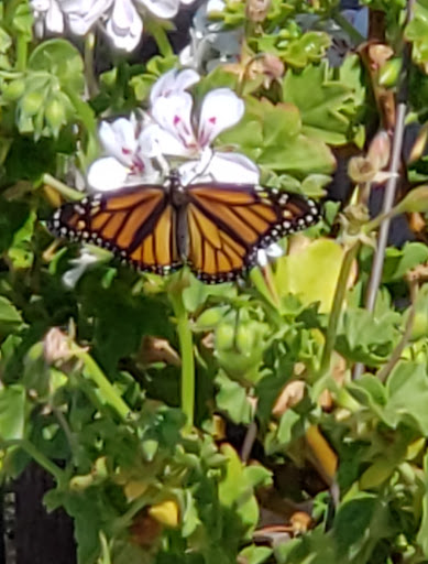 Gift Shop «Blue Hills Nursery & Gift Shop», reviews and photos, 16440 Whittier Blvd, Whittier, CA 90603, USA