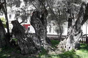 Pisistratous olive tree image