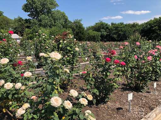 Gemini Peach and Rose Farm