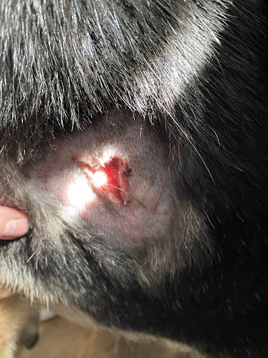 Pet Supply Store «Pet Supplies Plus», reviews and photos, 3120 NJ-35, Hazlet, NJ 07730, USA