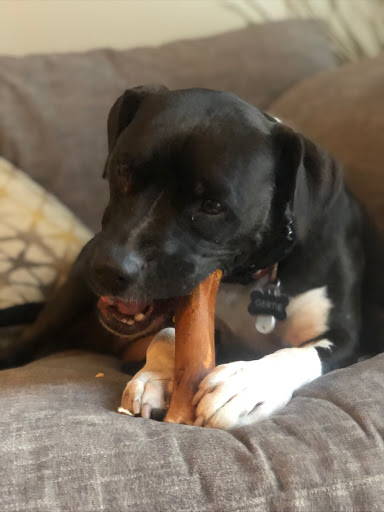 Pet Store «Four Dogs Pet Supplies», reviews and photos, 2630 N Davidson St, Charlotte, NC 28205, USA