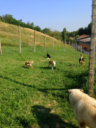Pensioni per cani e dog hotel a Centro Relax