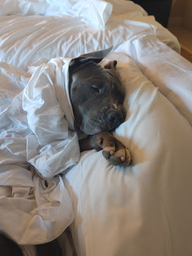 Pet Supply Store «PetSmart», reviews and photos, 26532 Towne Centre Dr, Foothill Ranch, CA 92610, USA