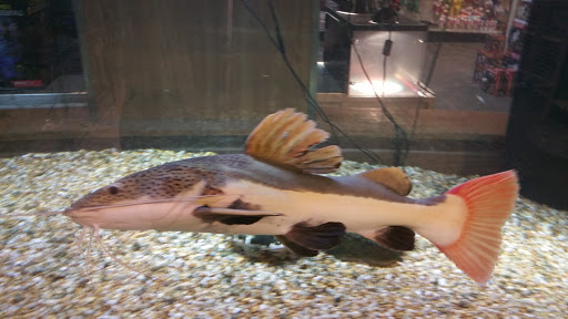 Pet Store «Miles of Exotics», reviews and photos, 8350 N Broadway, Kansas City, MO 64118, USA