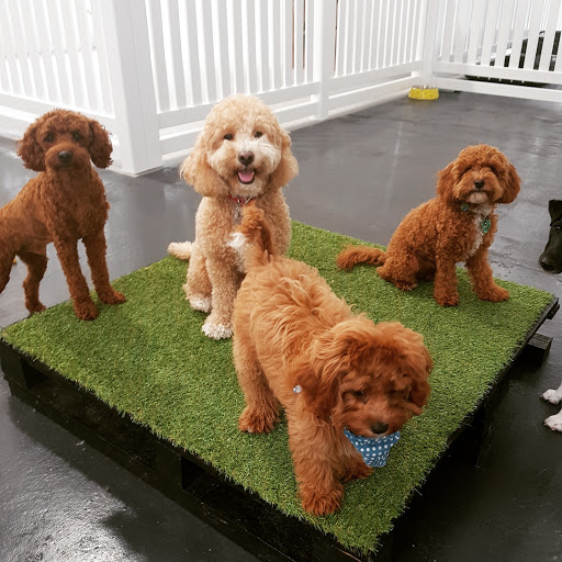 Bones & Harmony | Doggy Day Care | Dog Walking | Richmond