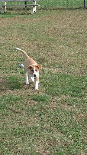 Dog Park «Dog Park», reviews and photos, 9068-9156 Wheatsheaf Rd, Morrisville, PA 19067, USA