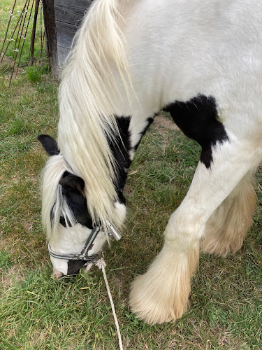 Poney-club des Roustides à Tarascon