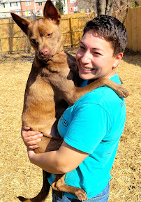 Challenge Accepted Dog Training - Photo 5 - Car repair in , Overland Park
