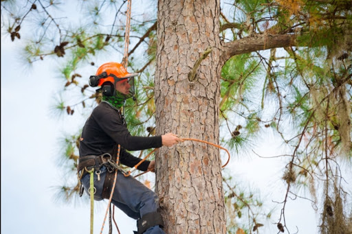 Alexandria Tree Services Unlimited