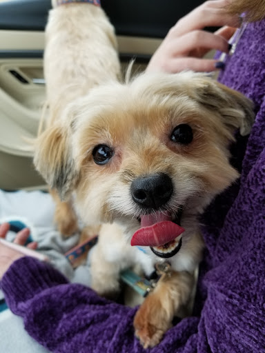 Pet Supply Store «PetSmart», reviews and photos, 145 Witchwood Dr, North Wales, PA 19454, USA