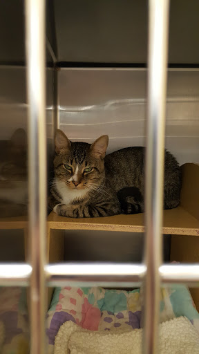 Pet Supply Store «PetSmart», reviews and photos, 976 IL-59, Aurora, IL 60504, USA