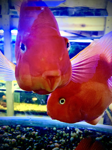 Tropical Fish Store «Westside Aquarium & Pets», reviews and photos, 3402 S Dale Mabry Hwy, Tampa, FL 33629, USA